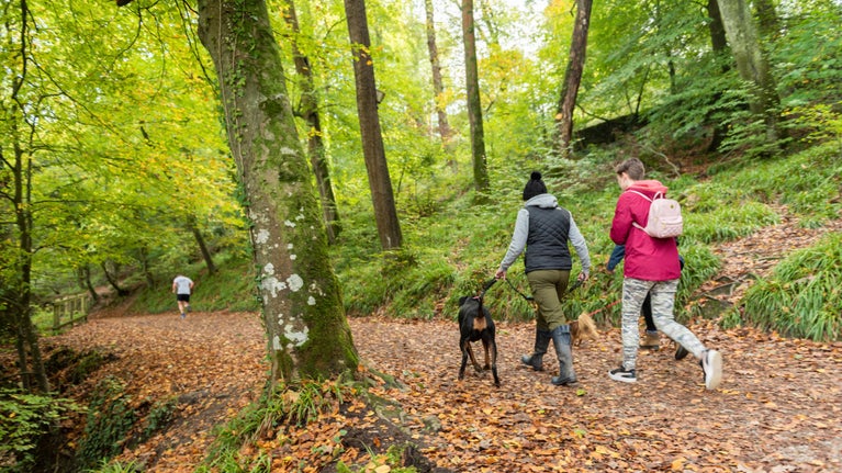 Visitors Walk their dog near the Amphitheatre Folly in the parkland in Autumn at Saltram